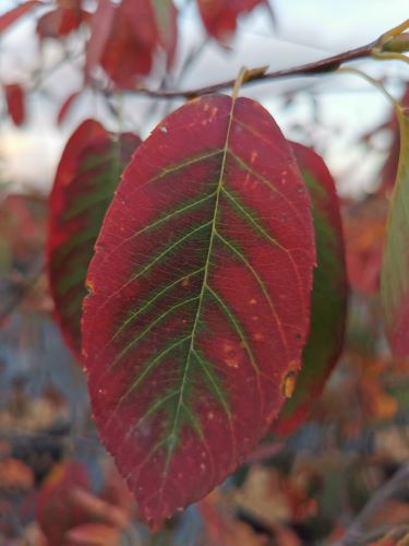 Arbore de stafide 2.00 - 2.50 m  Amelanchier lamarckii