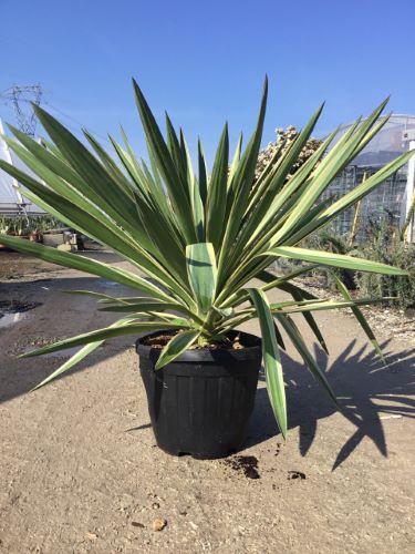 Yucca gloriosa Variegata" 0.80 - 1.00 m  Yucca gloriosa "Variegata"