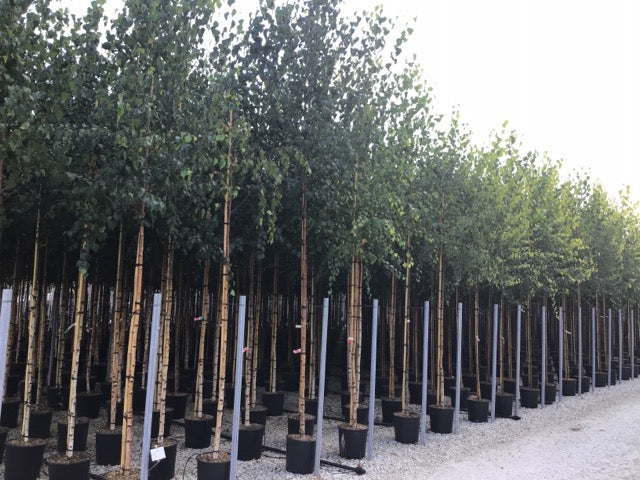 Mesteacan argintiu 3.00 - 4.00 m  Betula pendula