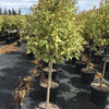 Dogwood Excelsum Superbum" 1.50 - 1.70 m Ligustrum japonicum "Excelsum Superbum"