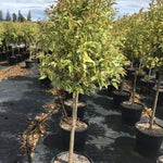 Dogwood Excelsum Superbum" 1.50 - 1.70 m Ligustrum japonicum "Excelsum Superbum"