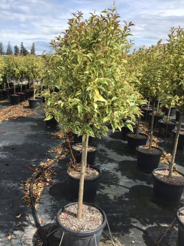 Lemn cainesc Excelsum Superbum" 1.50 - 1.70 m  Ligustrum japonicum "Excelsum Superbum"