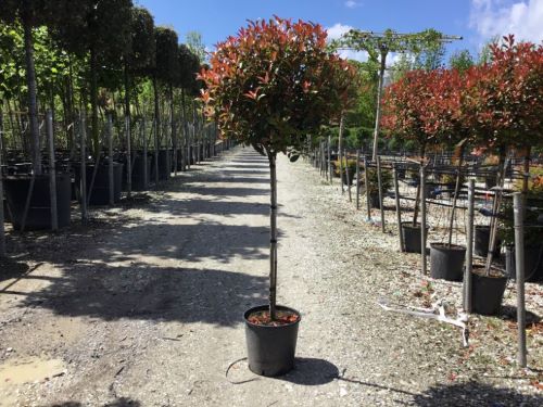 Photinia Carre Rouge" 1.50 - 1.70 m  Photinia x fraseri "Carre Rouge"