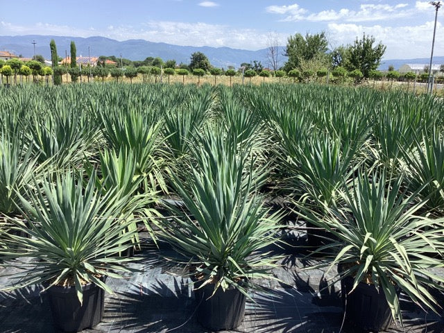 Yucca gloriosa 0.80 - 1.00 m  Yucca gloriosa