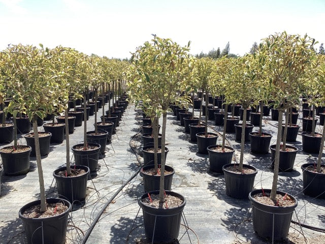 Lemn cainesc Excelsum Superbum" 1.50 - 1.70 m  Ligustrum japonicum "Excelsum Superbum"