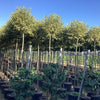 Lemn cainesc Excelsum Superbum" arbore 2.50 - 3.00 m  Ligustrum japonicum "Excelsum Superbum"
