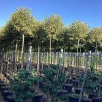 Lemn cainesc Excelsum Superbum" arbore 2.50 - 3.00 m  Ligustrum japonicum "Excelsum Superbum"