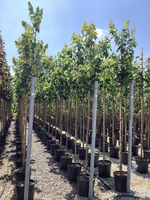 Artar rosu „Somerset” 2.00 - 2.50 m  Acer rubrum „Somerset”