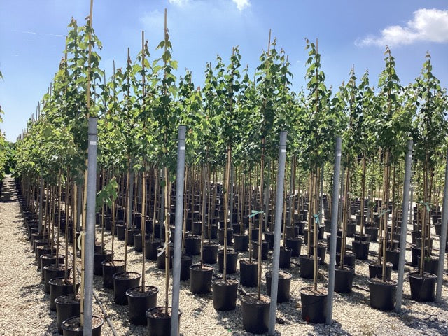 Artar rosu „Scalon” 3.00 - 3.50 m  Acer rubrum „Scalon”