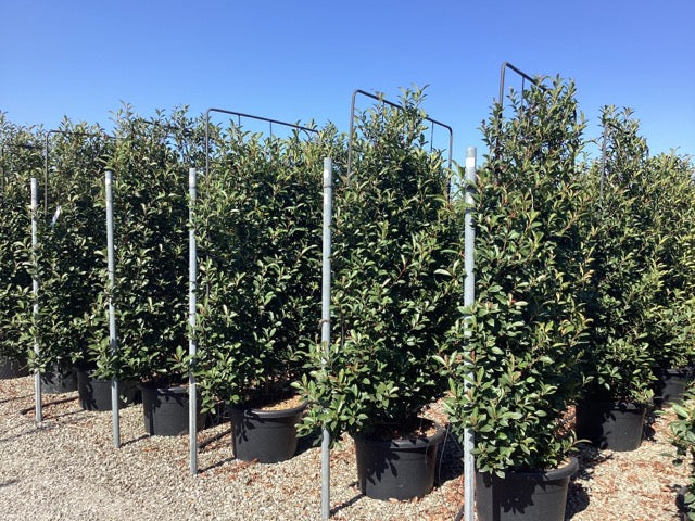 Photinia Carre Rouge" palier 1.50 - 1.70 m  Photinia x fraseri "Carre Rouge"