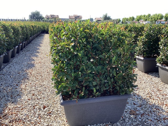 Photinia Carre Rouge" gard viu 0.80 - 1.00 m  Photinia x fraseri "Carre Rouge"