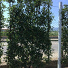 Photinia Carre Rouge" landing 1.50 - 1.70 m Photinia x fraseri "Carre Rouge"