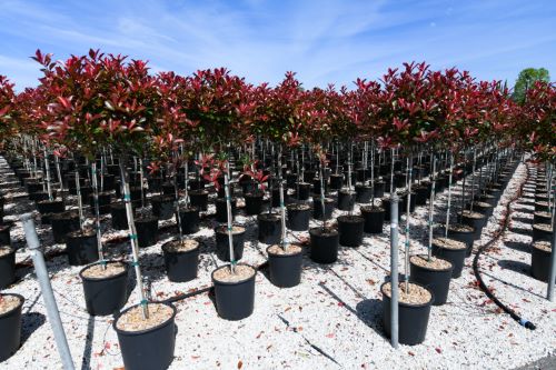 Photinia Carre Rouge" 1.50 - 1.70 m  Photinia x fraseri "Carre Rouge"