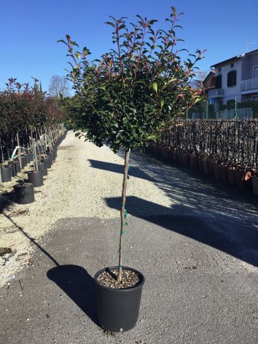 Photinia Carre Rouge" 1.50 - 1.70 m  Photinia x fraseri "Carre Rouge"