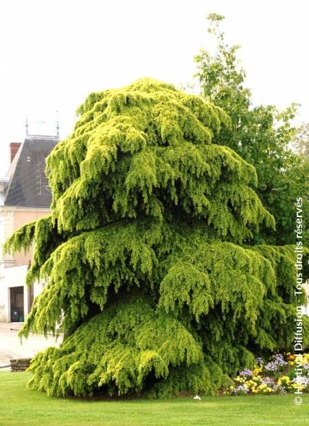 Cedru de Himalaya Aurea" 1.75 - 2.00 m  Cedrus deodara  "Aurea"