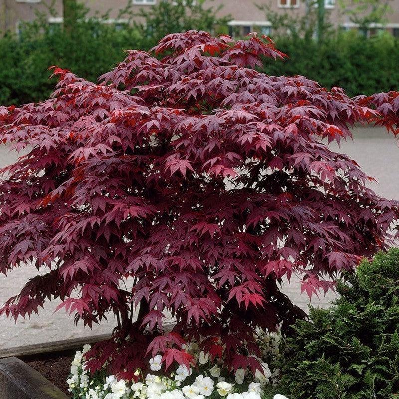 Artar japonez Fireglow 1.30 - 1.50 m  Acer palm "Fireglow"