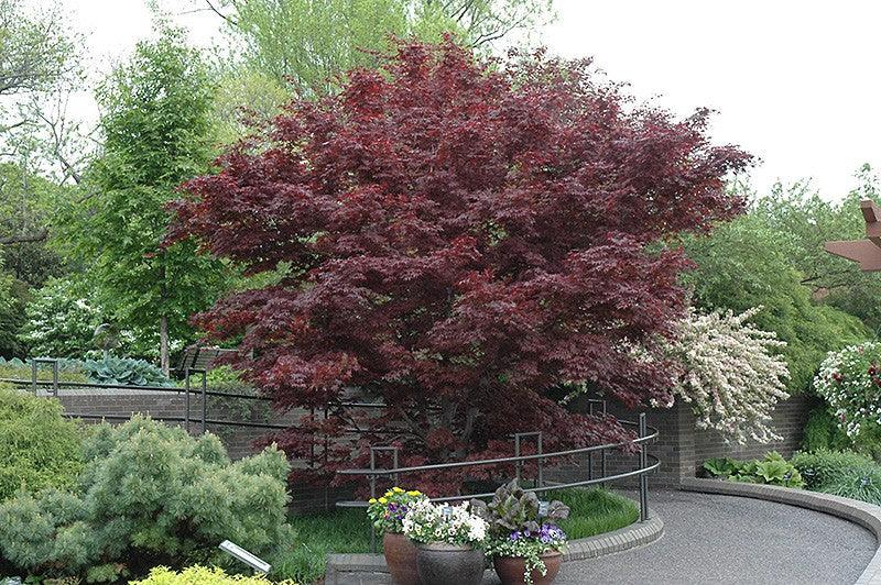 Artar japonez Fireglow 1.30 - 1.50 m  Acer palm "Fireglow"