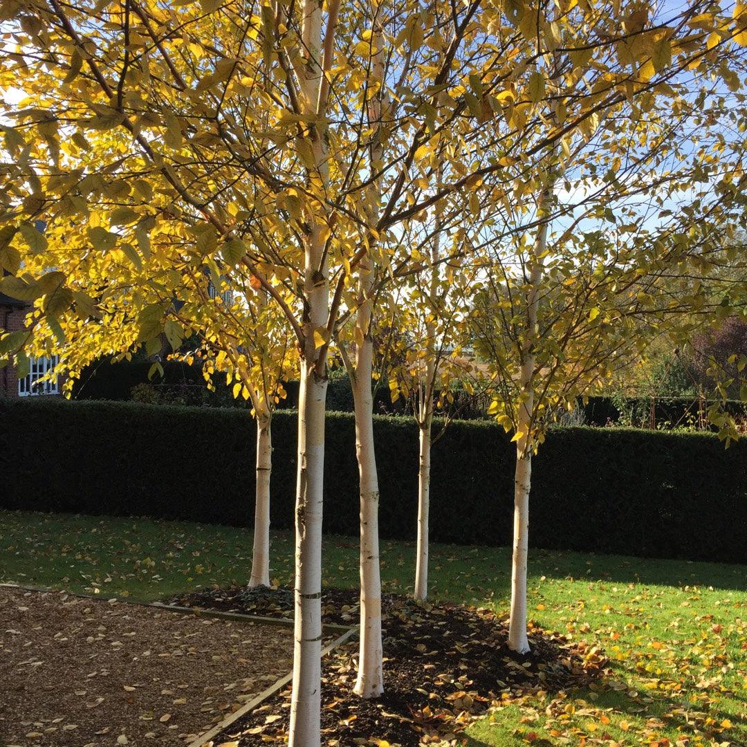 Mesteacan Doorenbos" 3.00 - 4.00 m  Betula utilis "Doorenbos "