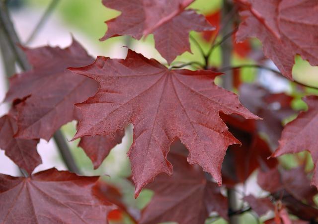 Artar rosu Royal Red" 2.00 - 2.50 m  Acer platanoides "Royal Red"