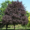 "Royal Red" 2.00 - 2.50 m Acer platanoides "Royal Red"