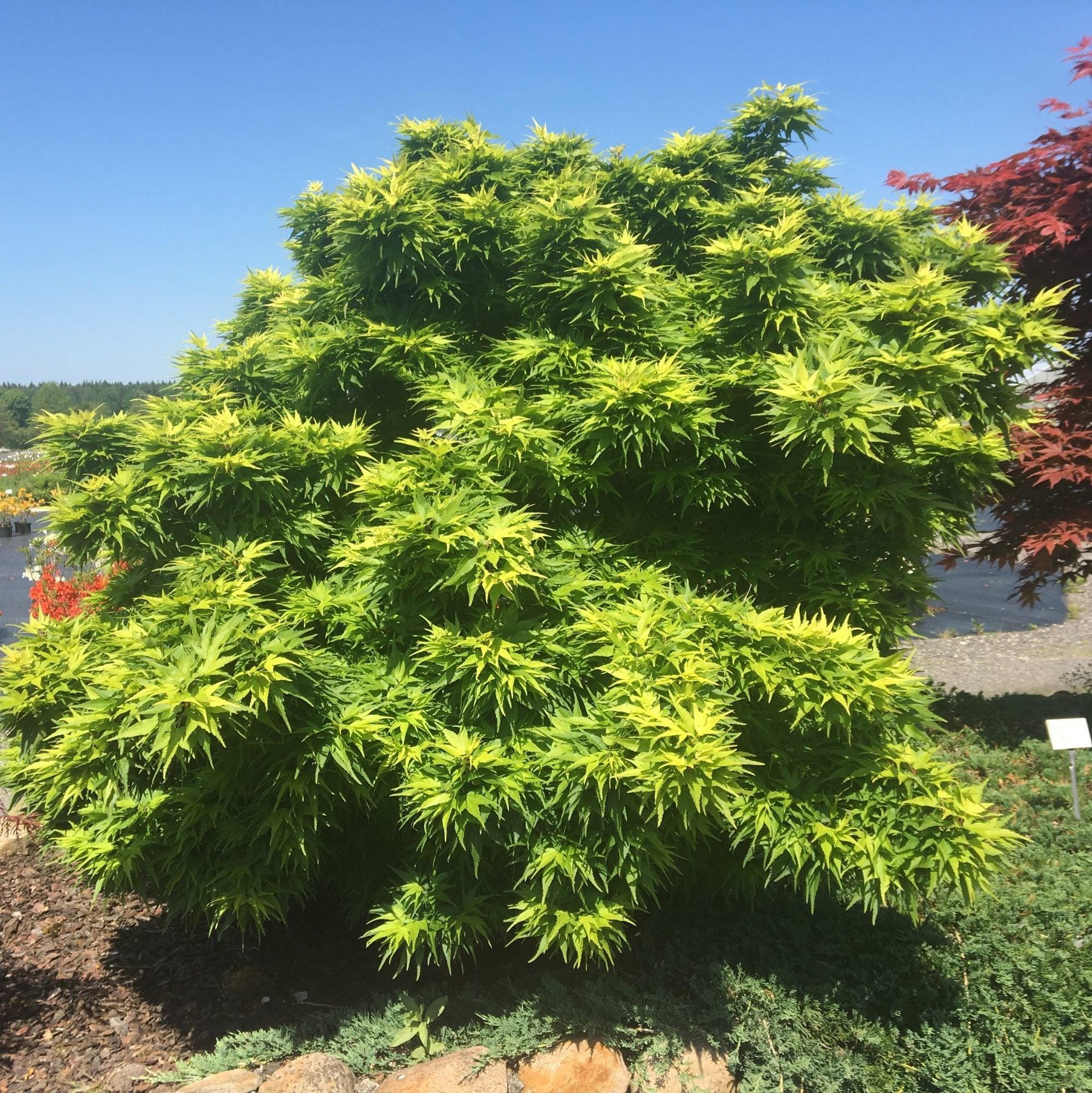 Artar japonez Mikawa Yatsubusa" 0.60 - 0.80 m  Acer palmatum "Mikawa Yatsubusa"