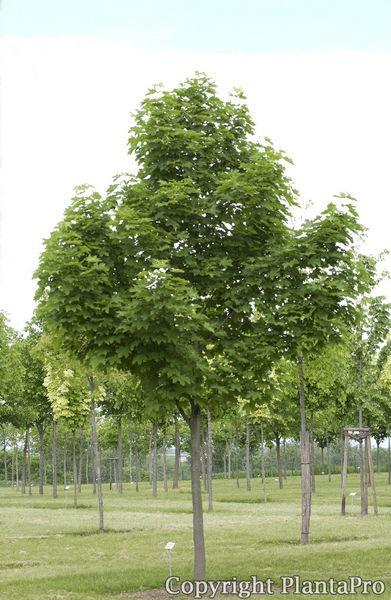 Artar 3.50 - 4.00 m  Acer platanoides