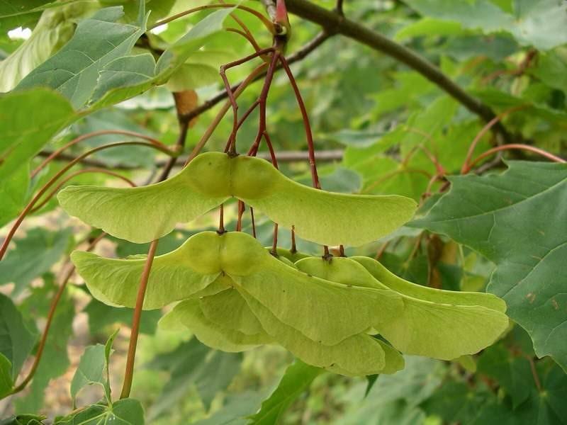 Paltin de munte 3.00 m  Acer pseudoplatanus