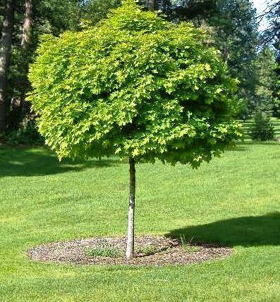 Paltin de munte 3.00 m  Acer pseudoplatanus