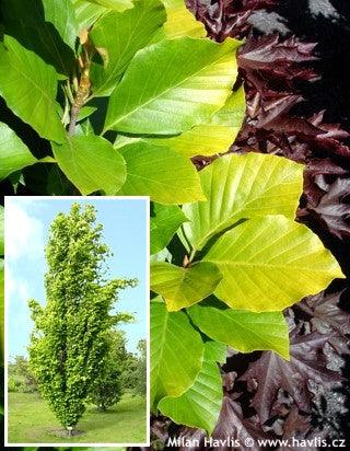 Fag columnar Dawyck Gold" 1.20 - 1.50 m  Fagus sylvatica „Dawyck Gold”