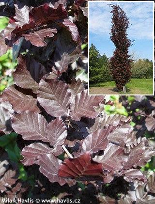 Fag columnar Dawyck Purple" 1.20 - 1.50 m  Fagus sylvatica „Dawyck Purple”