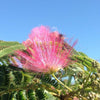 "Ombrella silk tree" 3.00 - 3.50 m Albizia julibrissin "Ombrella"