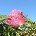 "Ombrella silk tree" 3.00 - 3.50 m Albizia julibrissin "Ombrella"