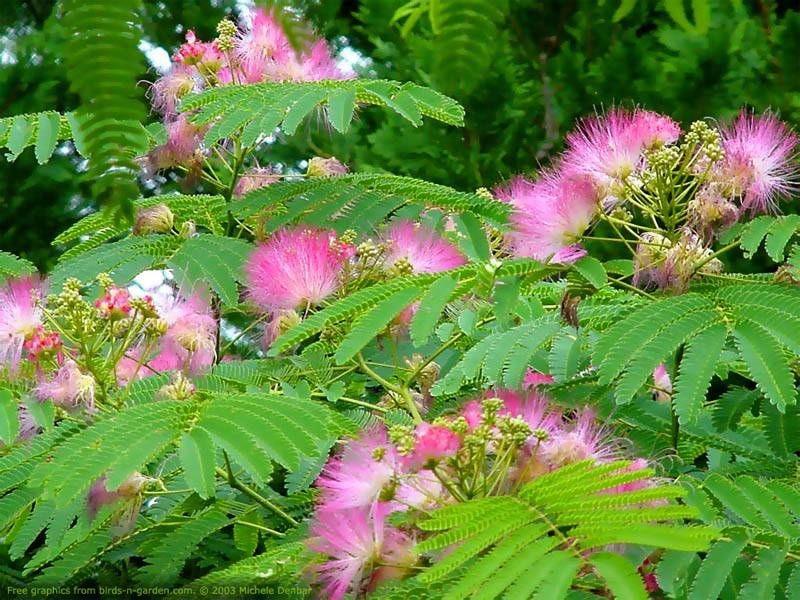 Arbore de matase  Ombrella" 3.00 - 3.50 m  Albizia julibrissin "Ombrella"