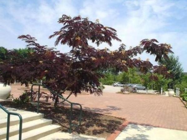 Arbore de matase rosu 3.00 m - 3.50 m  Albizia julibrissin Summer Chocolate