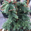 Brad Algerian  1.00 - 1.30 m  Abies numidica