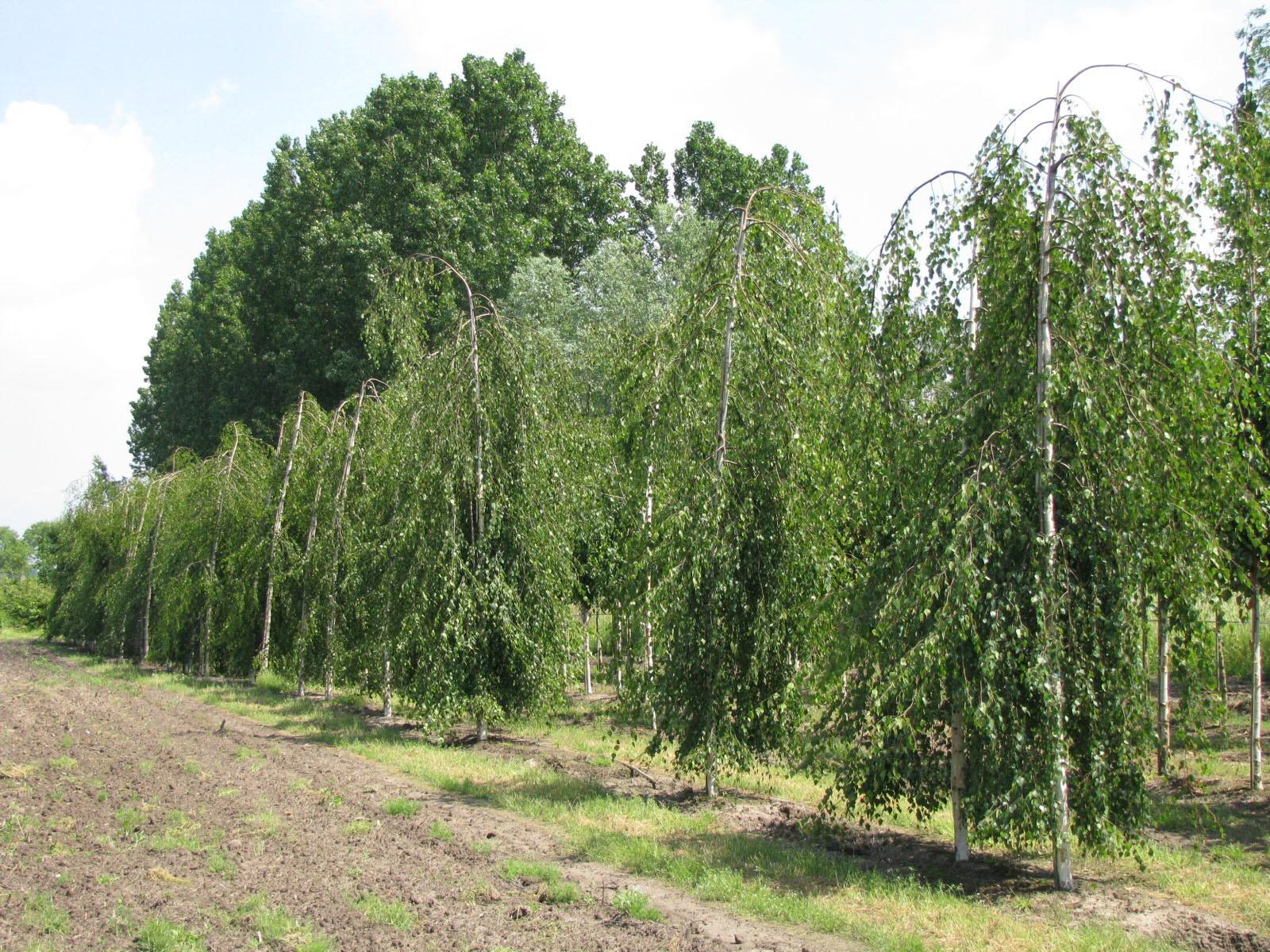 Mesteacan curgator 'Youngii' 2.00 - 3.00 m  Betula pendula 'Youngii'