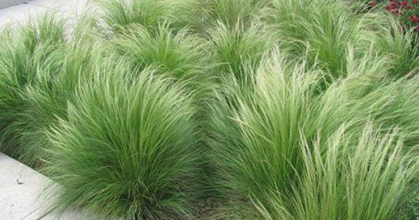 Stipa tenuissima Pony Tails