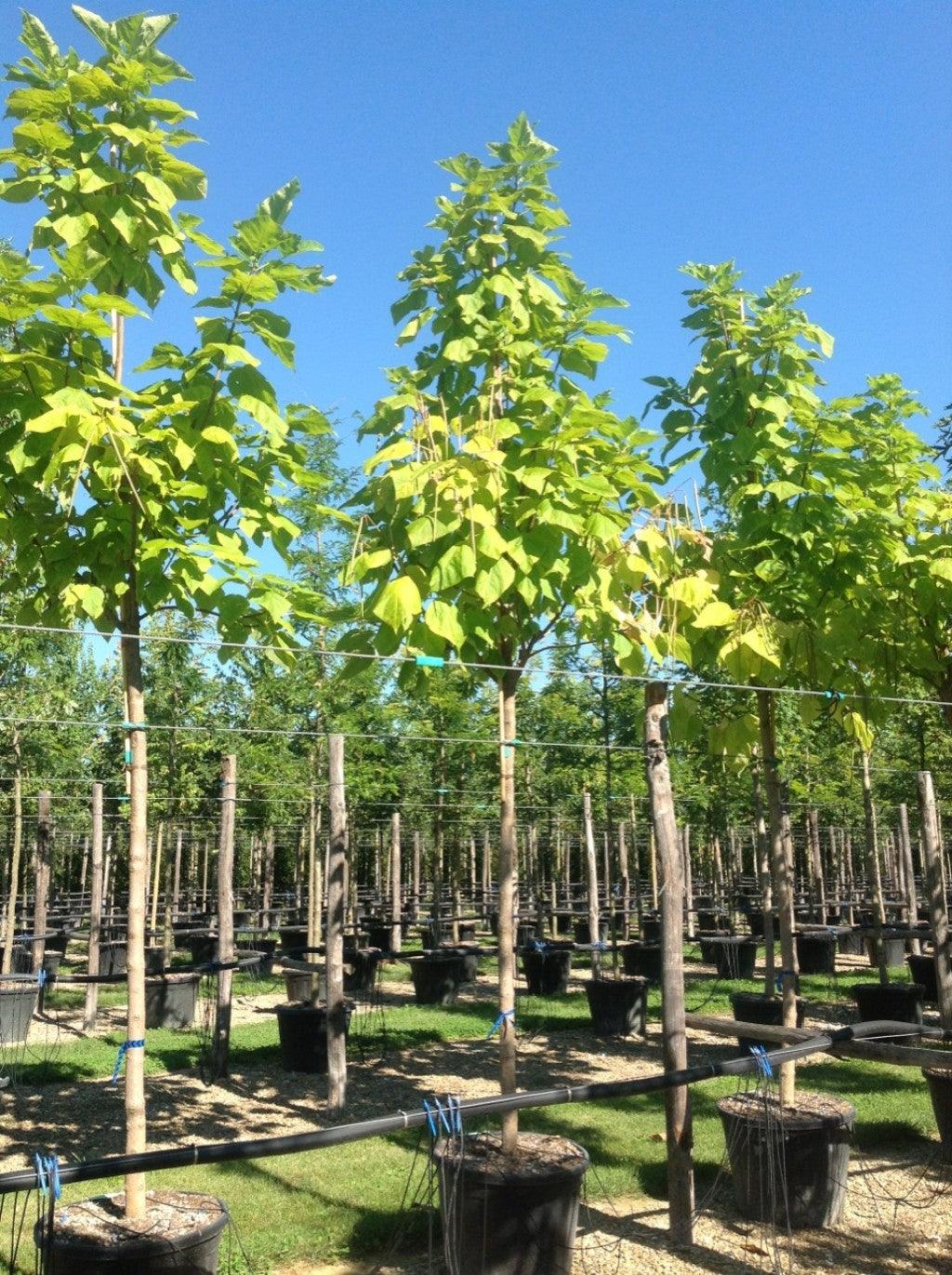 Catalpa 3.00 - 3.50 m  Catalpa bignonioides