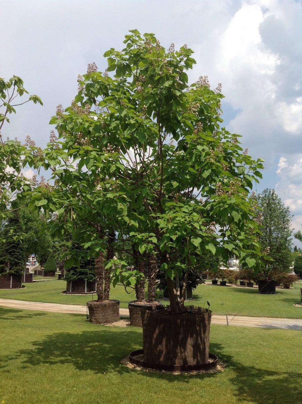 Catalpa 3.00 - 3.50 m  Catalpa bignonioides