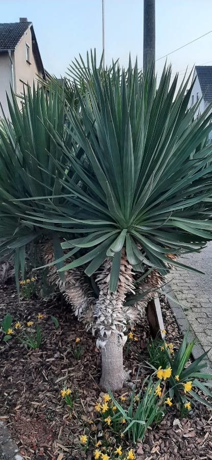 Yucca gloriosa 0.80 - 1.00 m  Yucca gloriosa