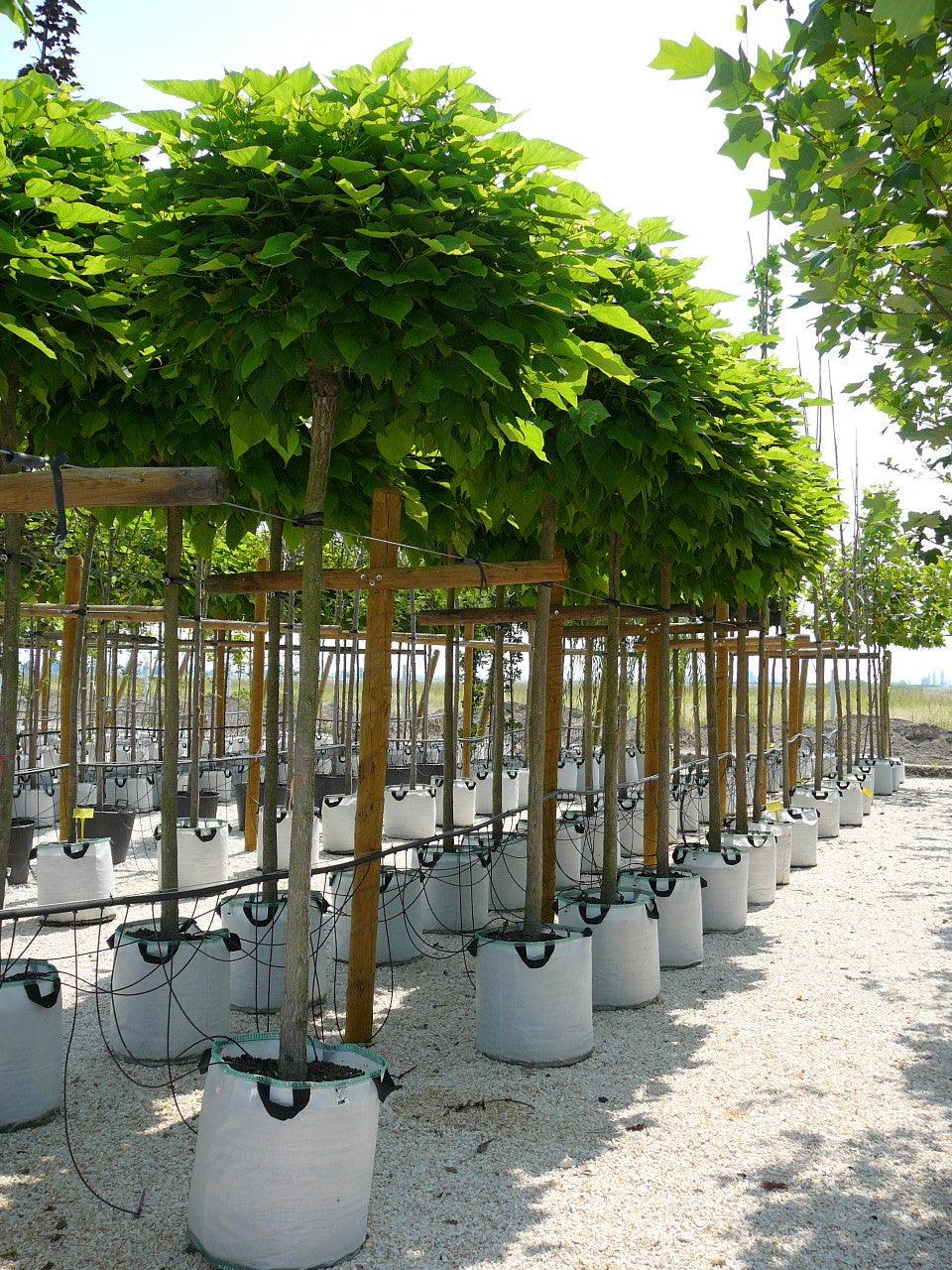 Catalpa Globular 2.00 - 2.50 m Catalpa bignonioides Nana