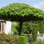 Catalpa Globular 2.00 - 2.50 m Catalpa bignonioides Nana