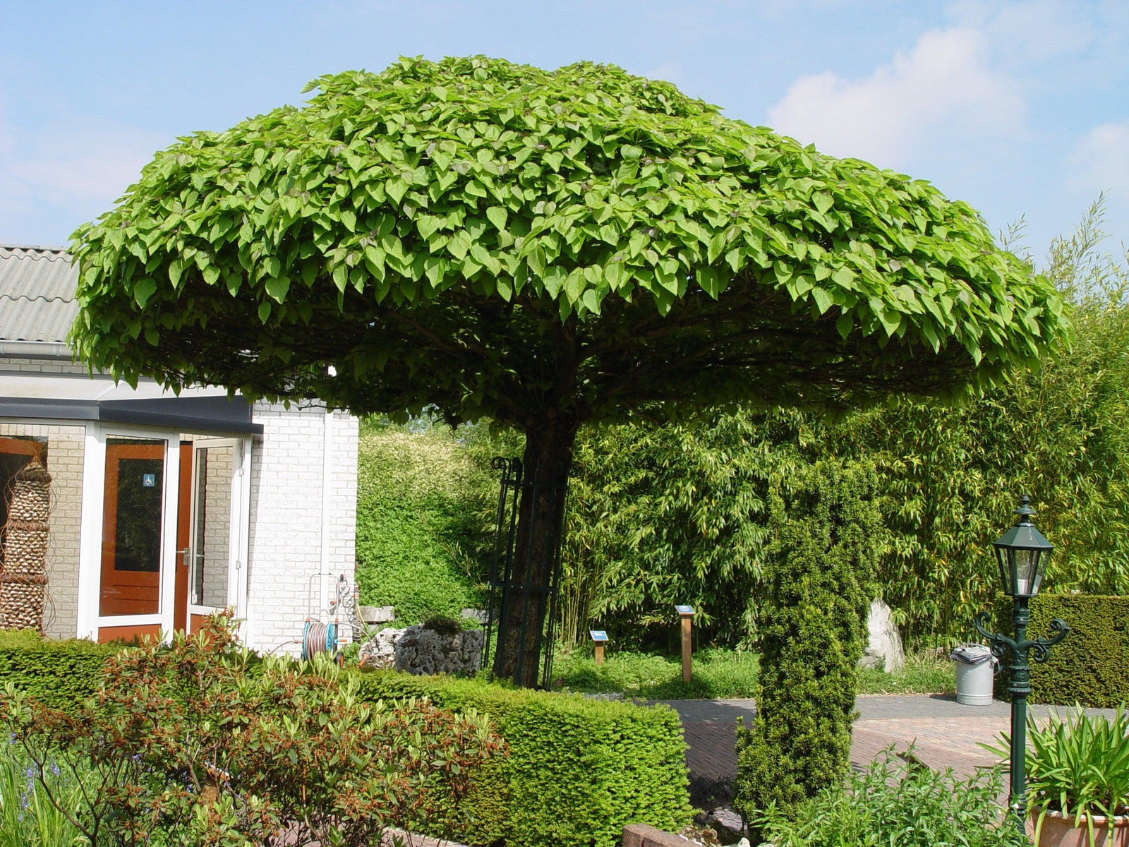 Catalpa Globulara 2.00 - 2.50 m  Catalpa bignonioides Nana