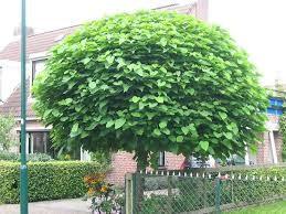 Catalpa Globular 2.00 - 2.50 m Catalpa bignonioides Nana