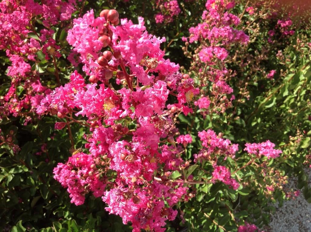 Liliac Indian Rosea Nova" 1.70 - 2.00 m   Lagerstroemia Indica "Rosea Nova"