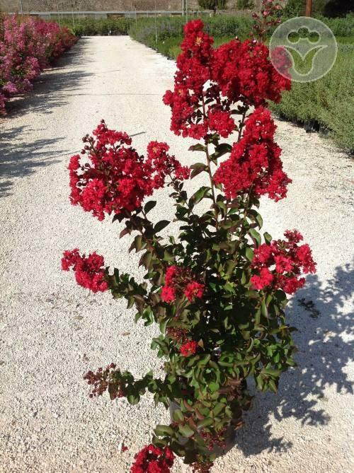 Liliac Indian Dynamite" 1.00 - 1.20 m  Lagerstroemia Indica "Dynamite"