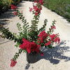 Liliac Indian Dynamite" 1.00 - 1.20 m  Lagerstroemia Indica "Dynamite"