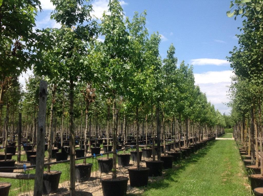 Arborele de guma 3.50 - 4.50 m  Liquidambar styraciflua