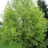 Tulip tree 3.00 m - 3.50 m Liriodendron tulipifera