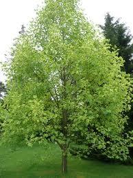 Arborele lalea 3.00 m - 3.50 m   Liriodendron tulipifera